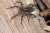 Pardosa sp.